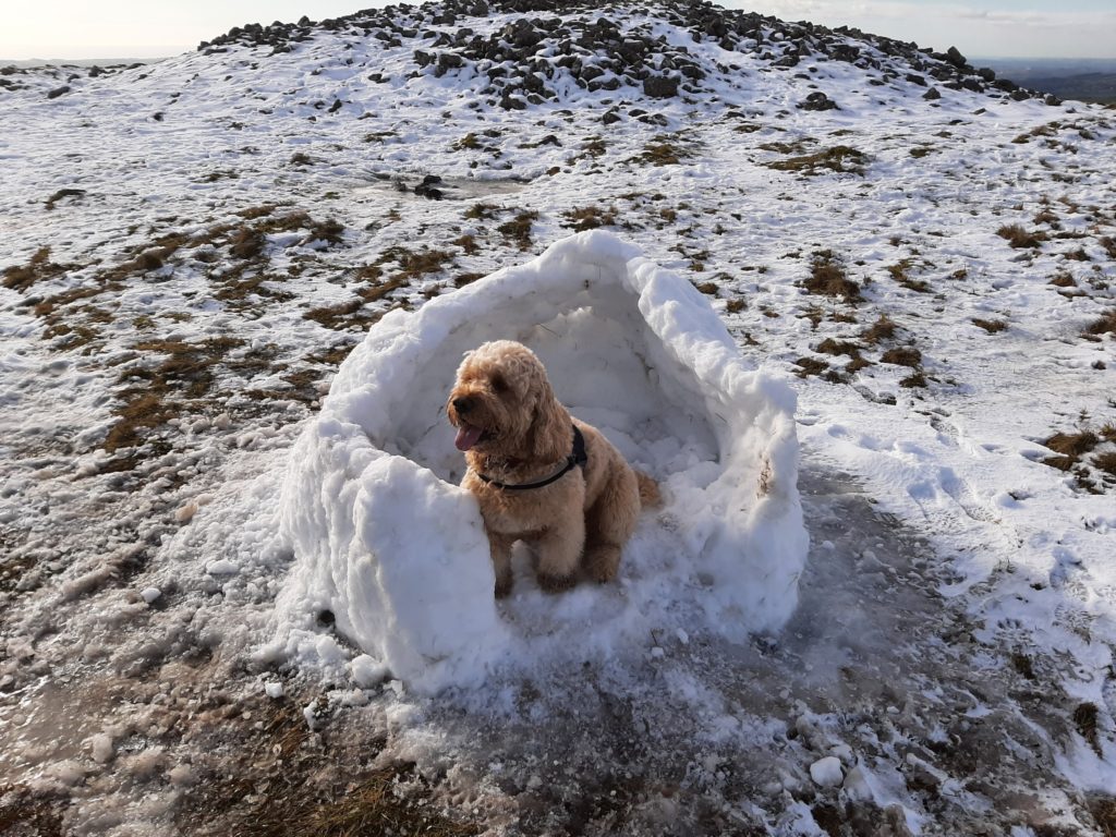 Archie in the remains of an Igloo