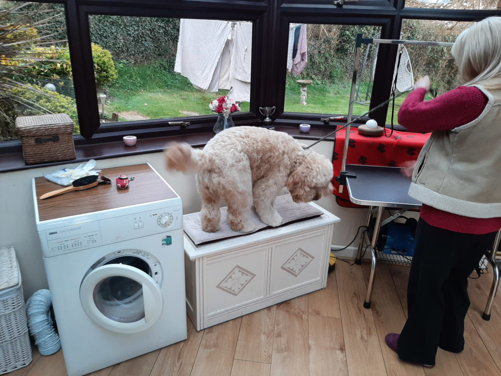 an ideal step and from here Archie just walks up on the table.