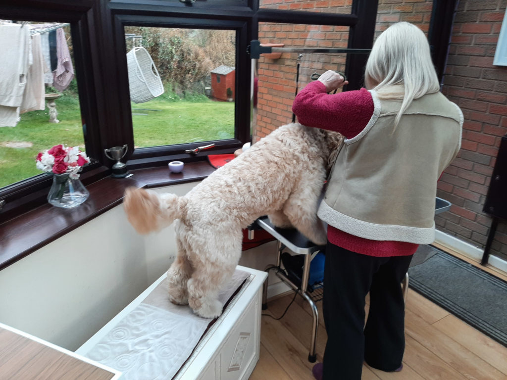 an ideal step and from here Archie just walks up on the table.