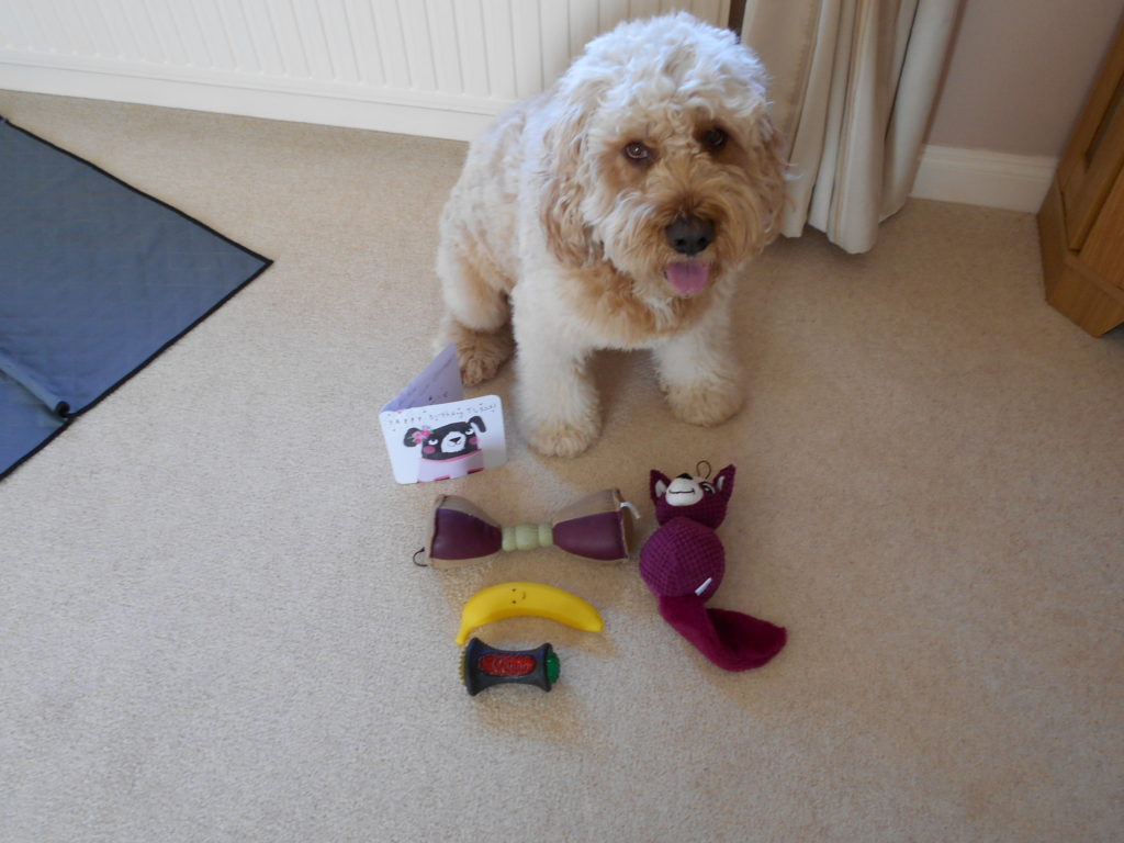 Clumberdoodle Archie's 4th Birthday Presents