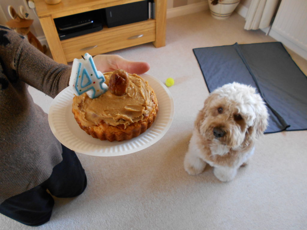 Clumberdoodle Archie's 4th Birthday