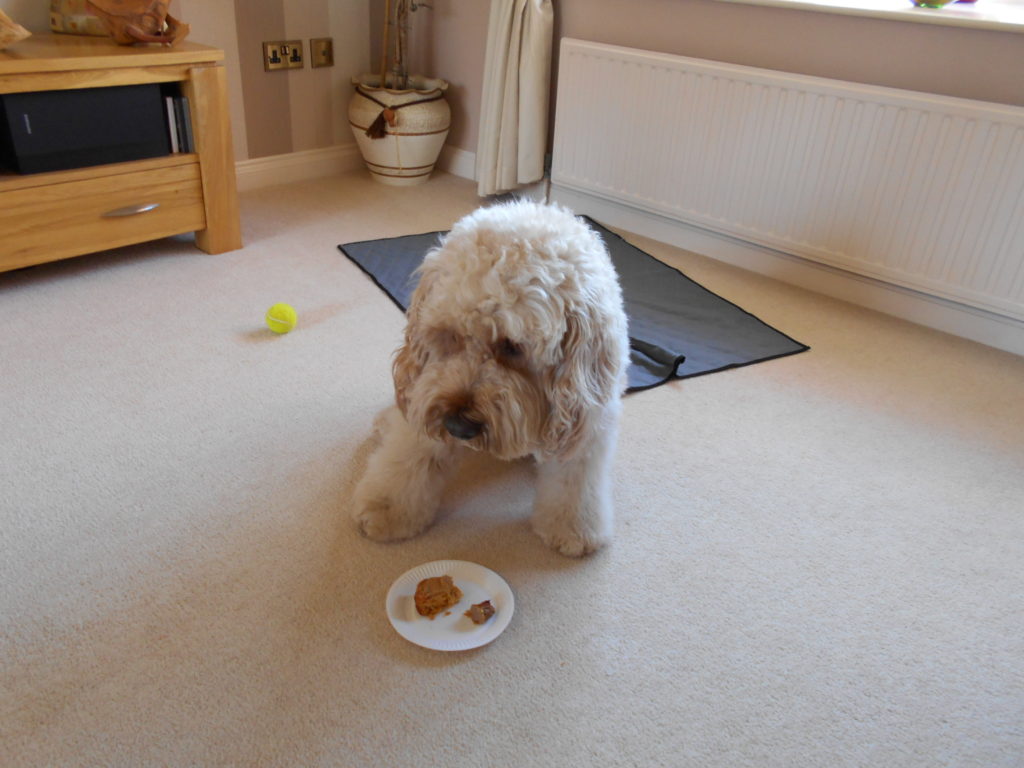 Clumberdoodle Archie's 4th Birthday Cake