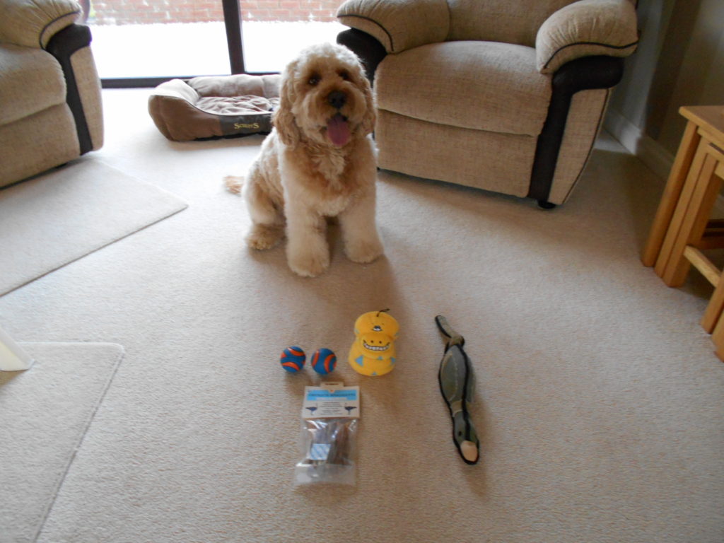 Clumberdoodle Archie's 4th Birthday Presents