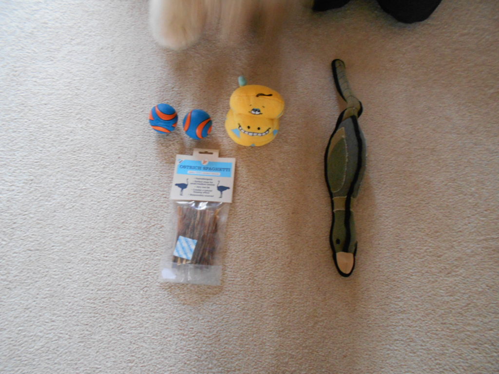 Clumberdoodle Archie's 4th Birthday Presents