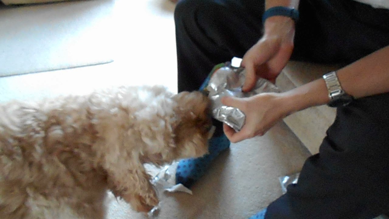 Clumberdoodle Archie’s 4th Birthday