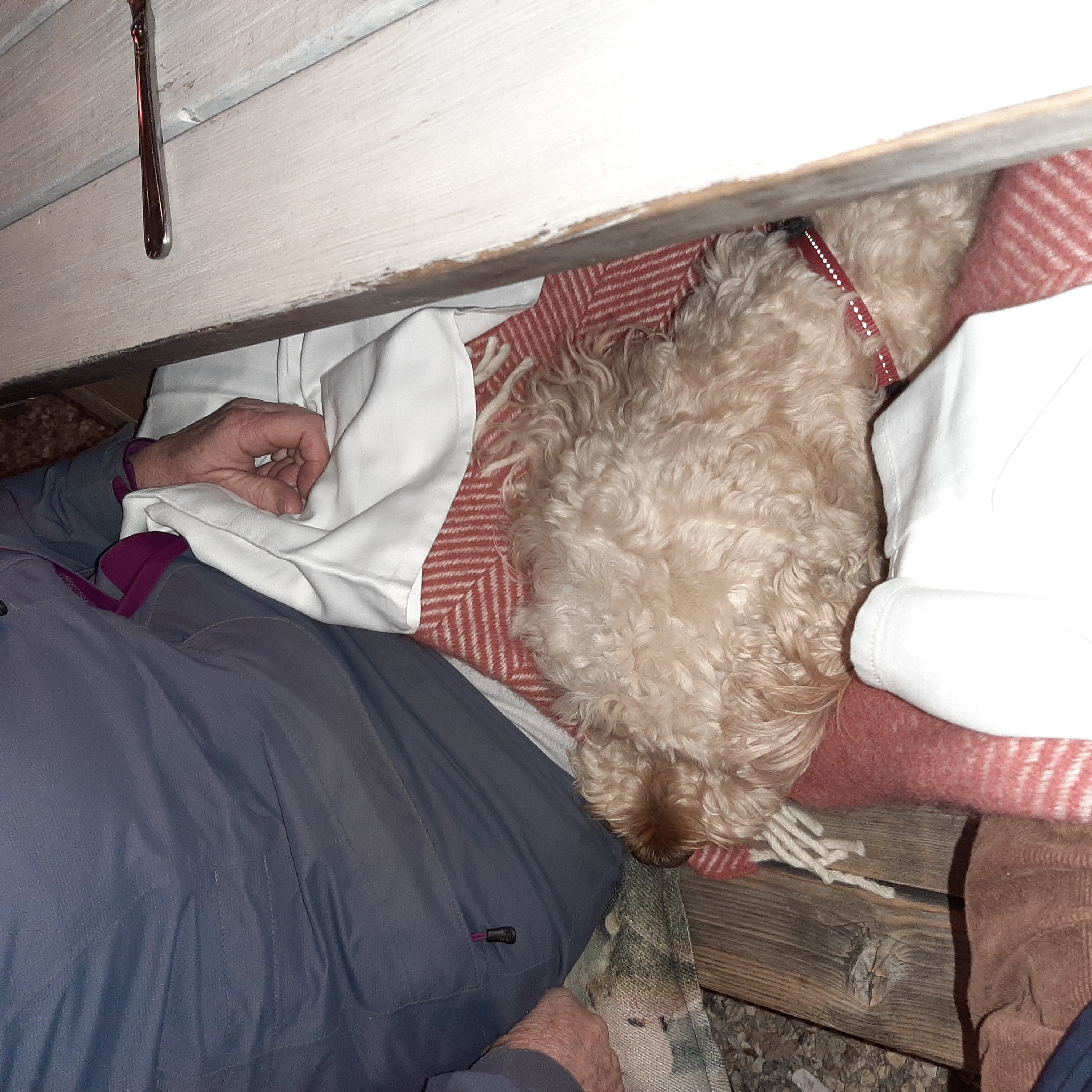 Clumberdoodle Archie keeping warm in The Oaks Pub