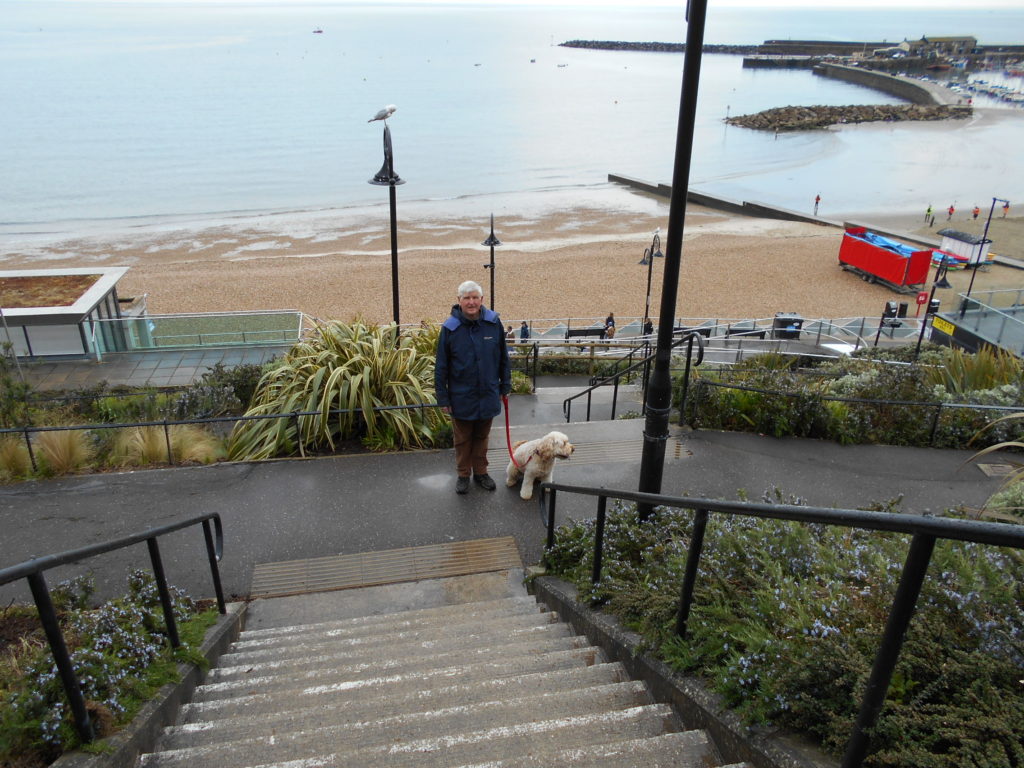 Clumberdoodle Archie at Lyme Regis