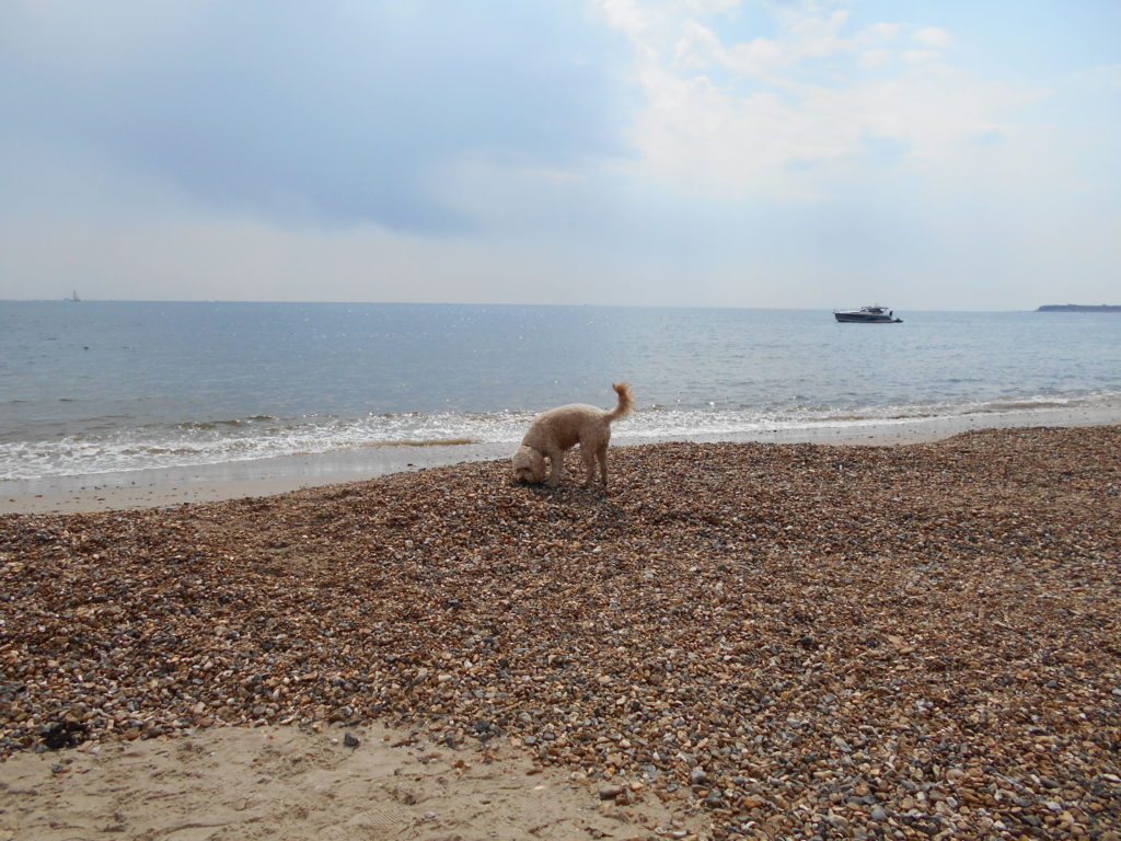Clumberdoodle Archie on the Beach below Steamer Point Lodge