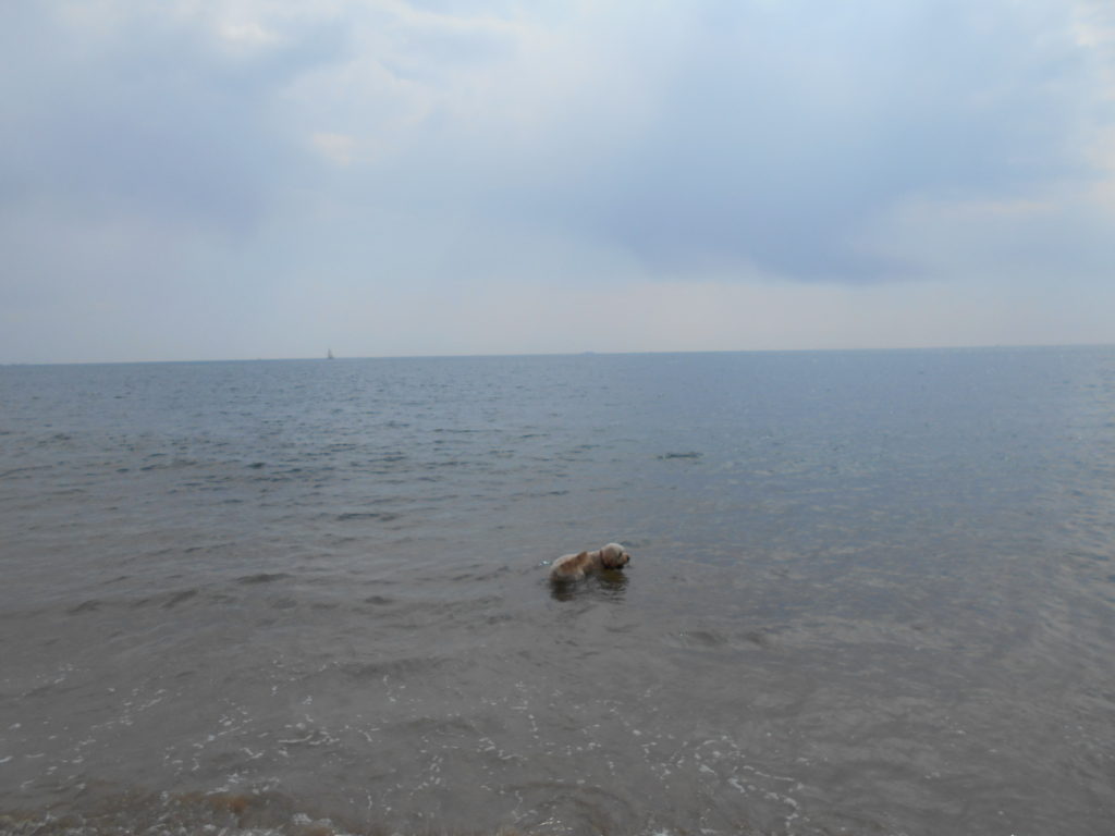 Clumberdoodle Archie in the Sea below Steamer Point Lodge