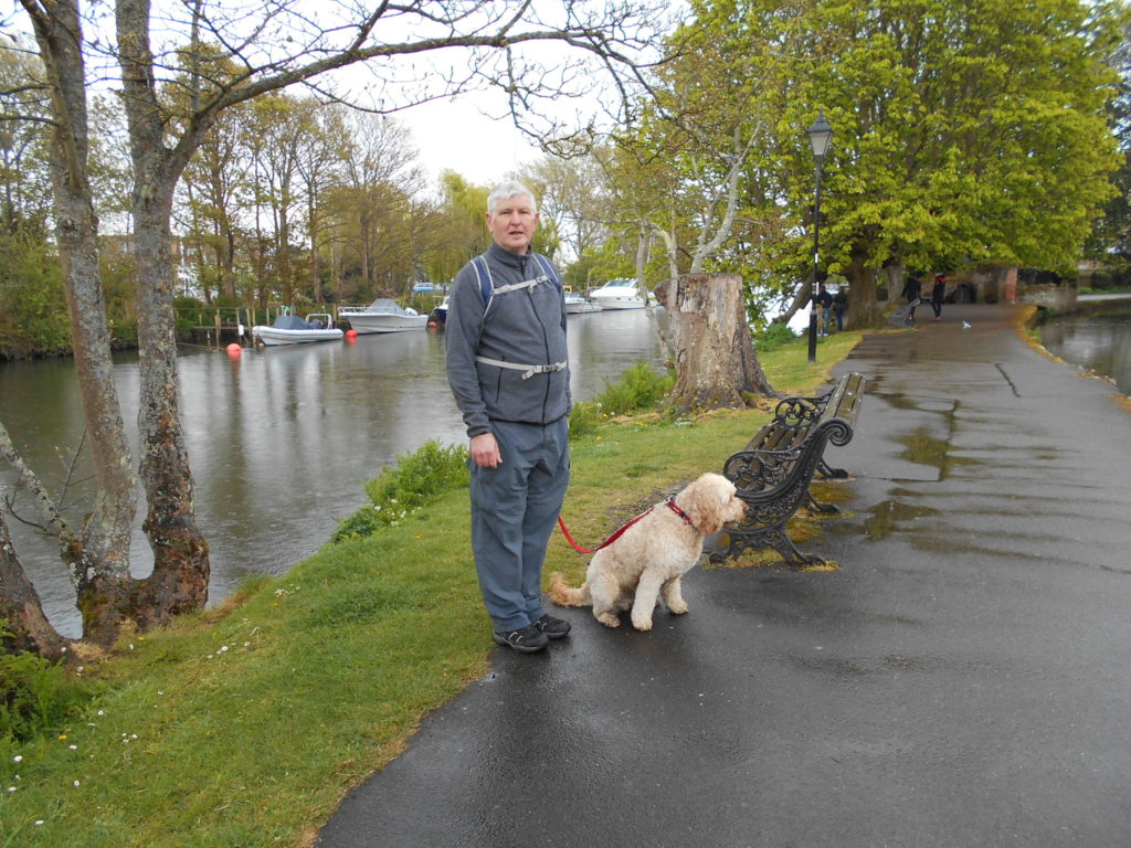 Clumberdoodle Archie in a wet Christchurch Dorset