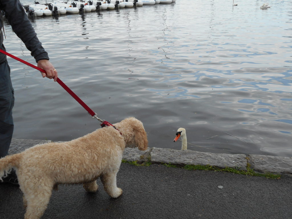 Clumberdoodle Archie saying hello to a Christchurch Swan