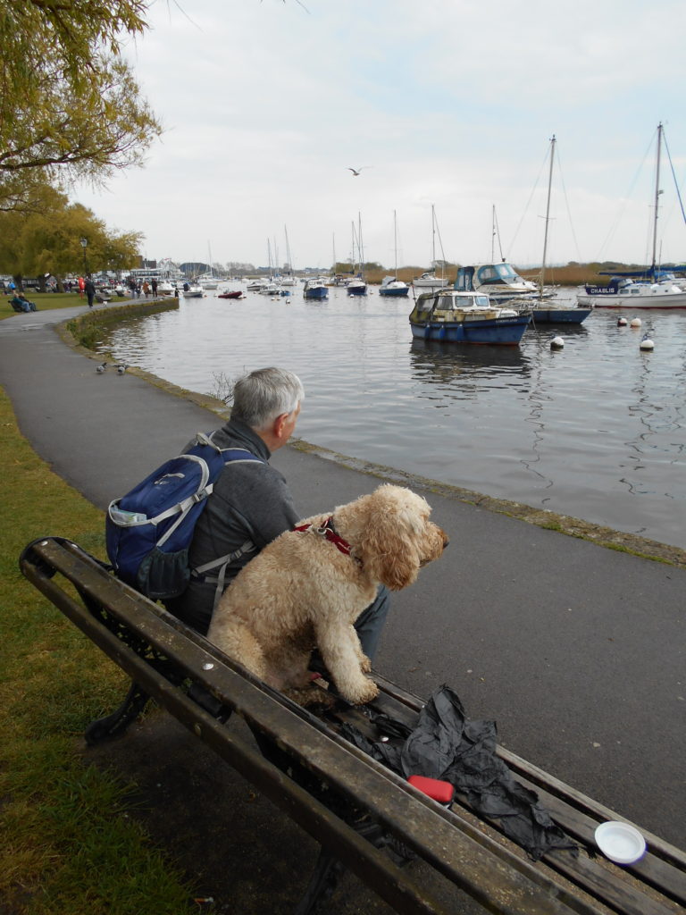 Cluberdoodle Archie on holiday in Christchurch Dorset