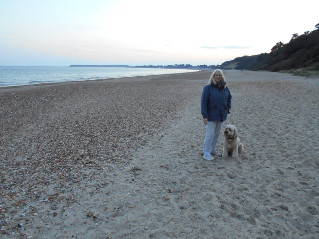 Clumberdoodle Archie coming back on Steamer Point Beach