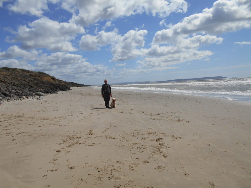 Clumberdoodle Archie on walk to Barton on Sea