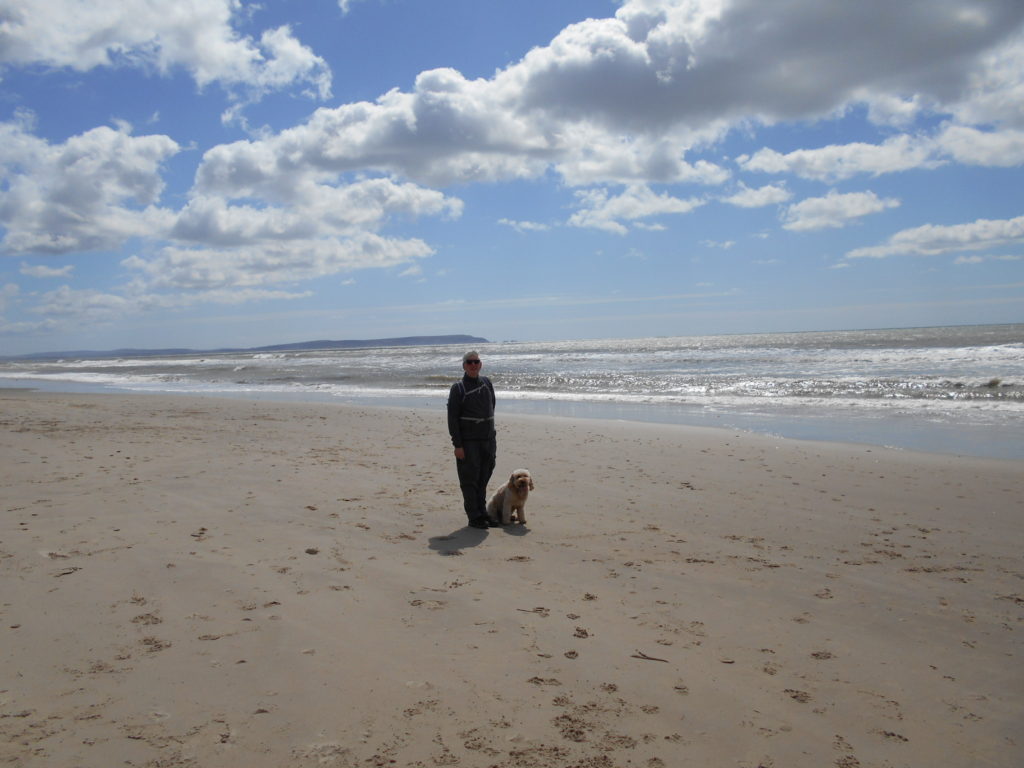 Clumberdoodle Archie on walk to Barton on Sea
