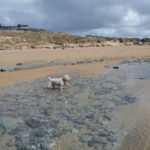 The Park Mawgan Porth with Clumberdoodle Archie 2021