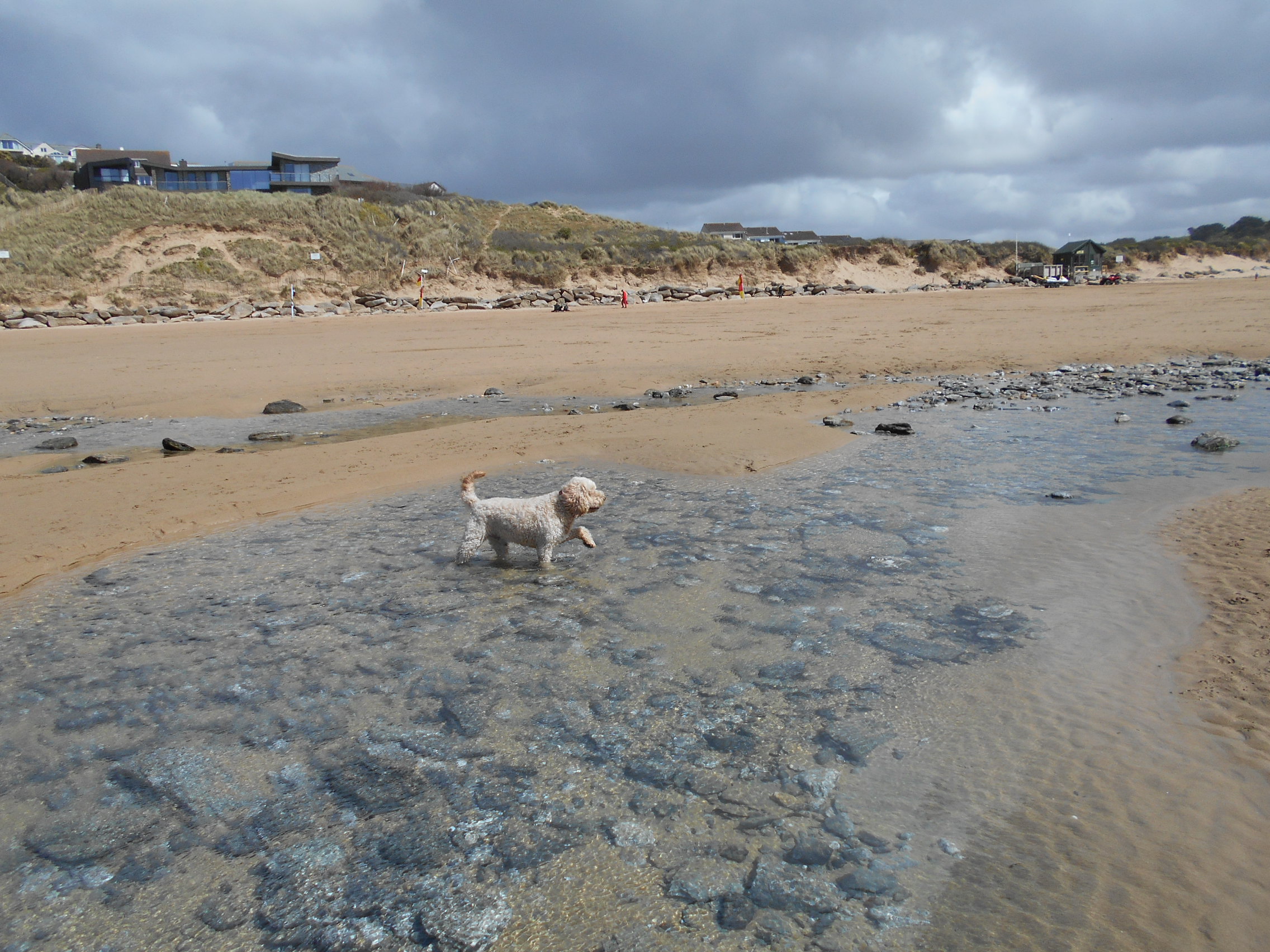 The Park Mawgan Porth with Clumberdoodle Archie 2021