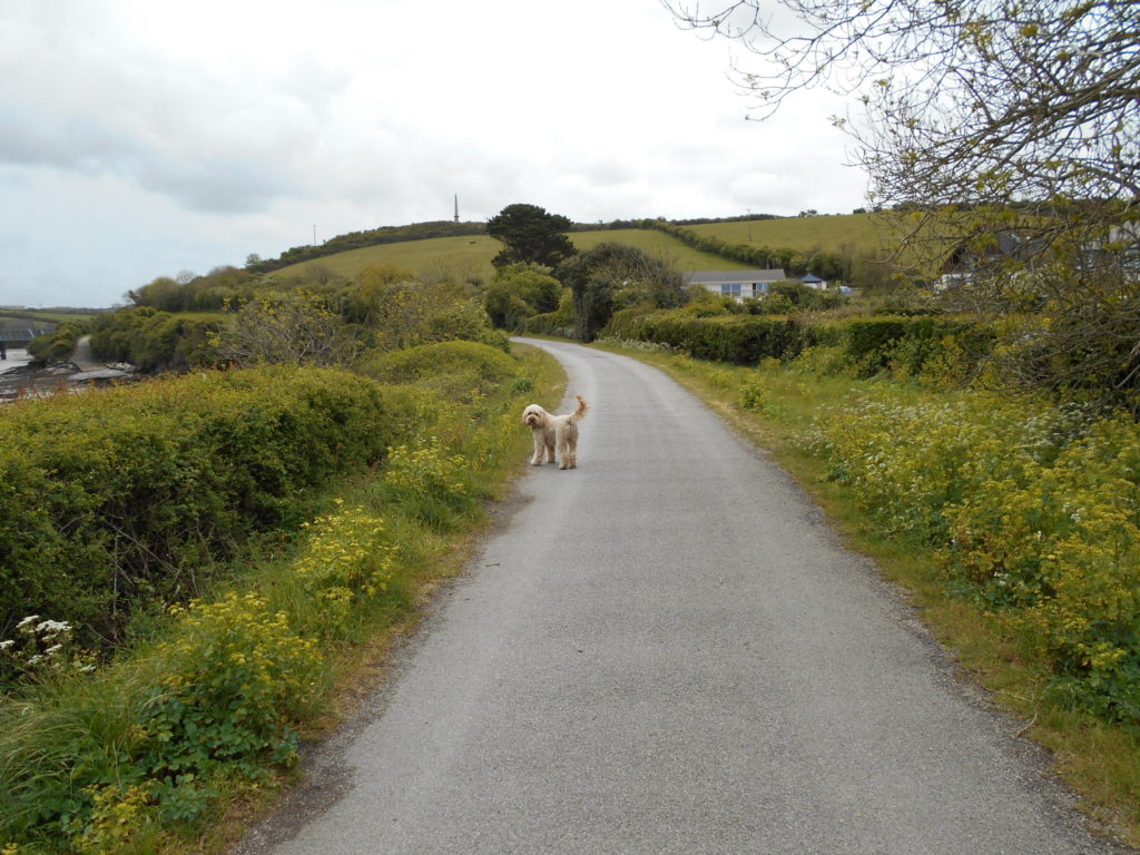 Clumberdoodle Archie on the Camel Trail Padstow