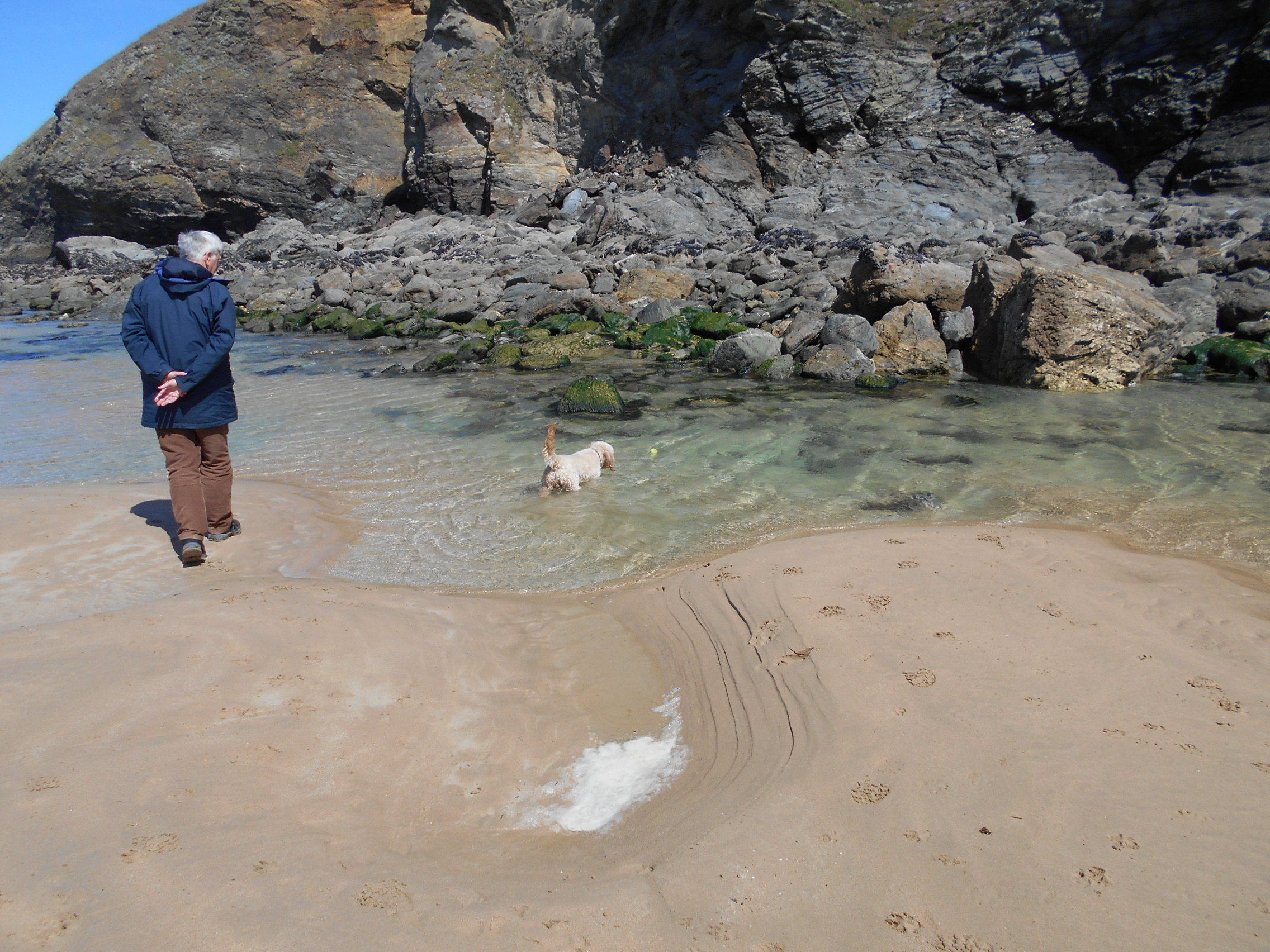 Clumberdoodle Archie in a rock pool on Mawgan Porth