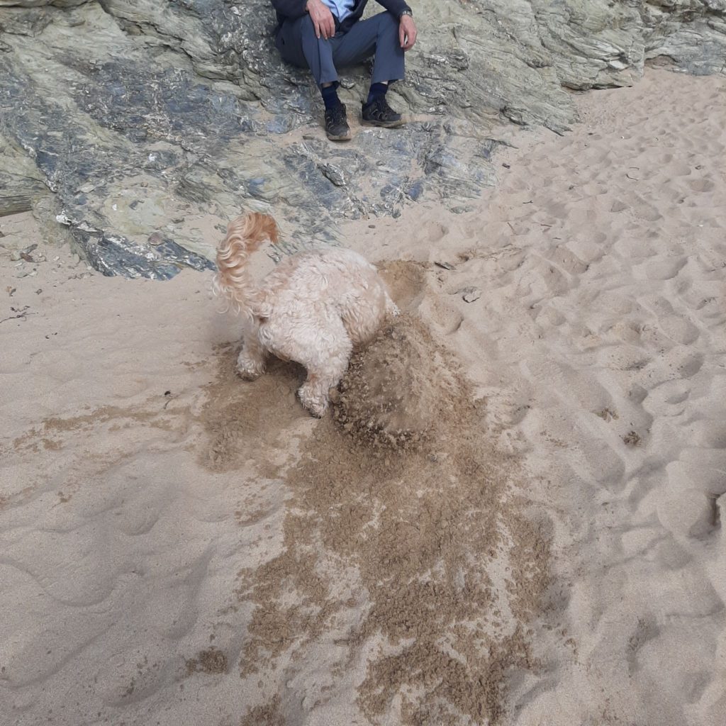 Clumerdoodle Archie digging on Mawgan Porth Beach