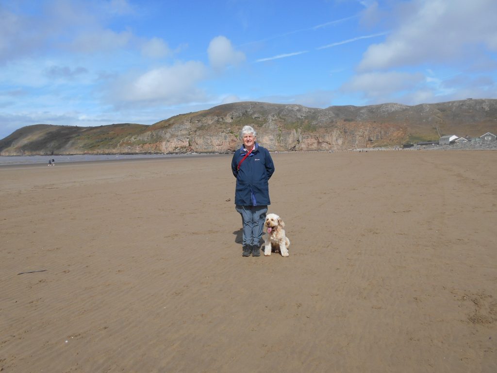 Clumberdoodle Archie on Brean Beach Somerset