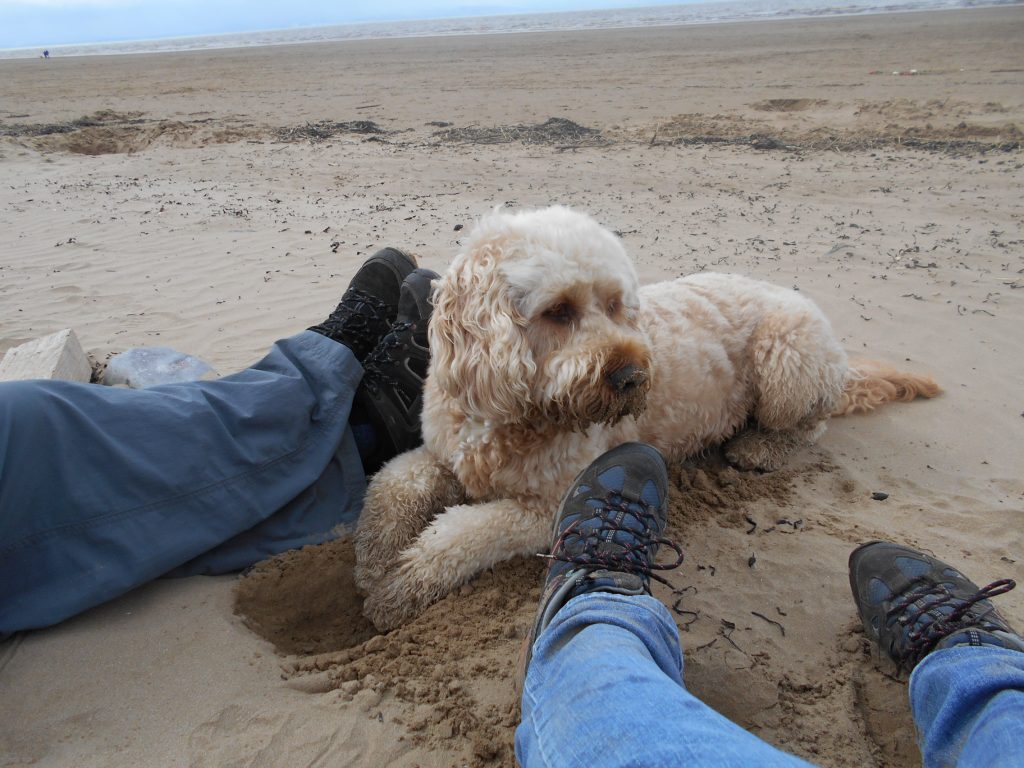 Clumberdoodle Archie Enjoying the Sand o Brean Beach Somerset