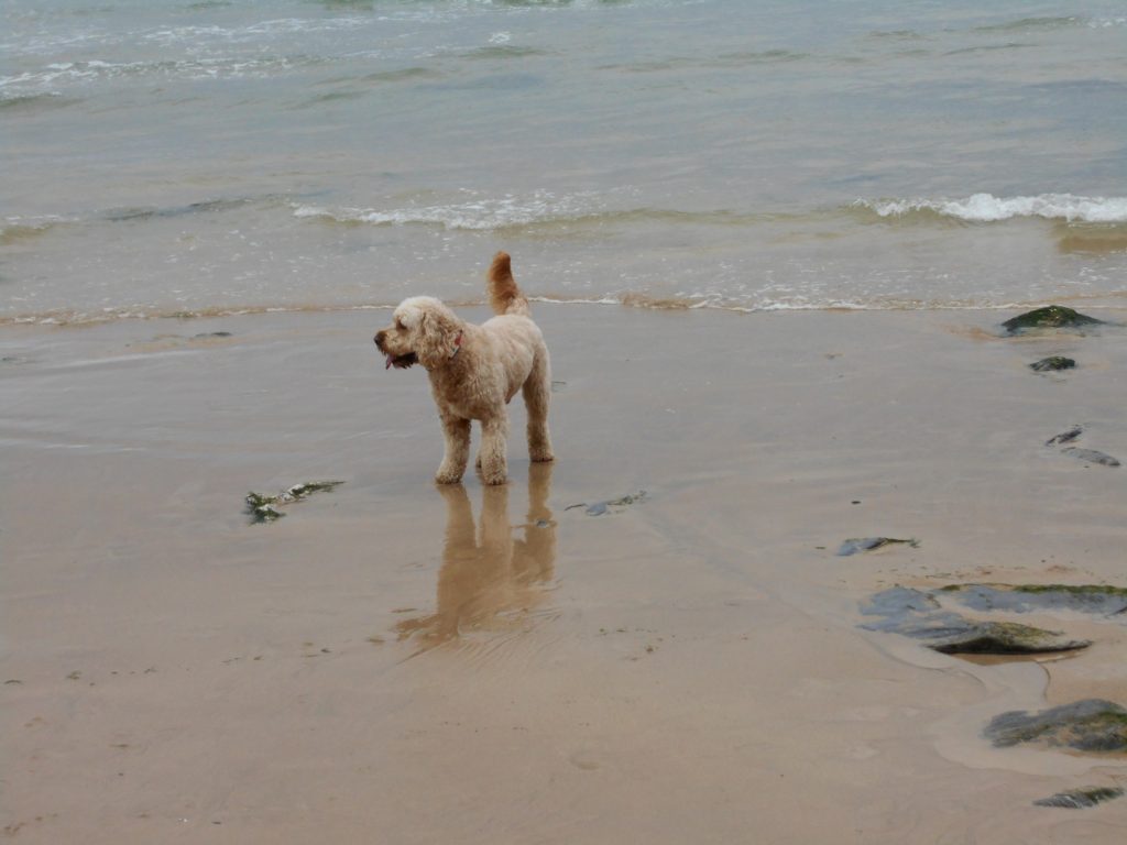 Clumberdoodle Archie on Mawgan Porth beach