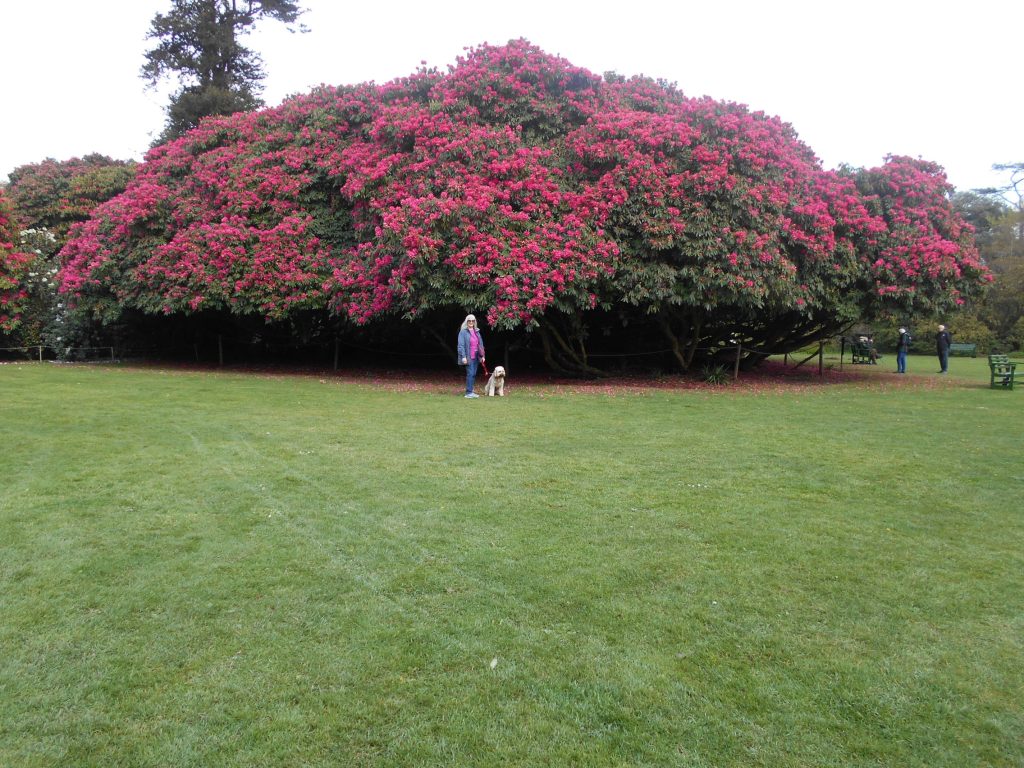 The Lost Gardens of Heligan