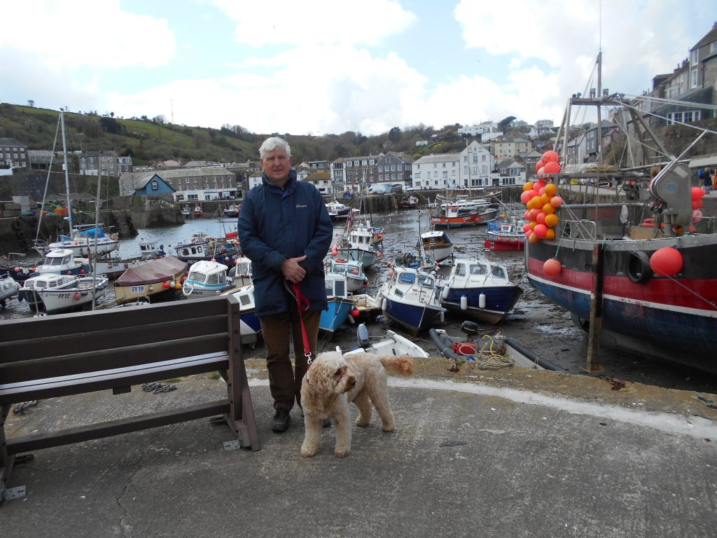 Clumberdoodle Archie at Mevagissey harbour Cornwall