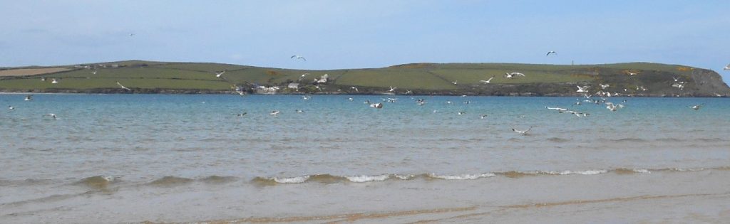 Seagull feeding frenzie on Rock beach Cornwall