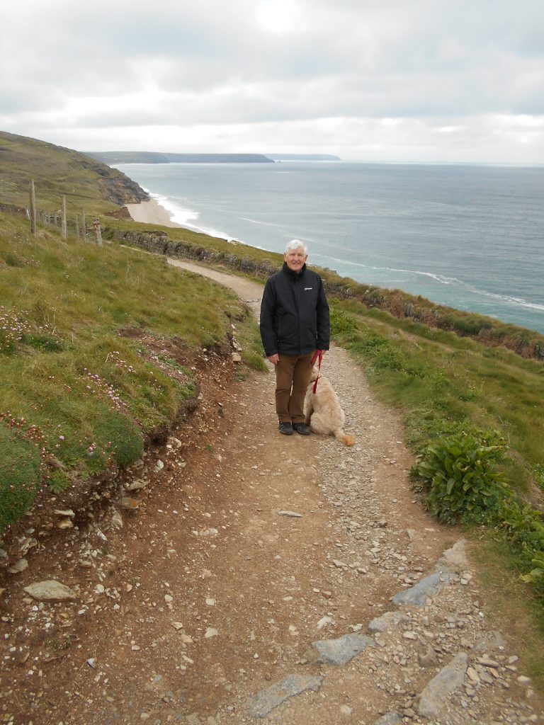 Clumberdoodle Archie on the coast path on the Penrose Estate Cornwall
