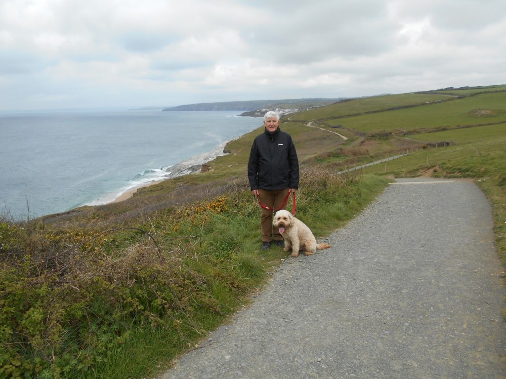 Clumberdoodle Archie on the coast path on the Penrose Estate