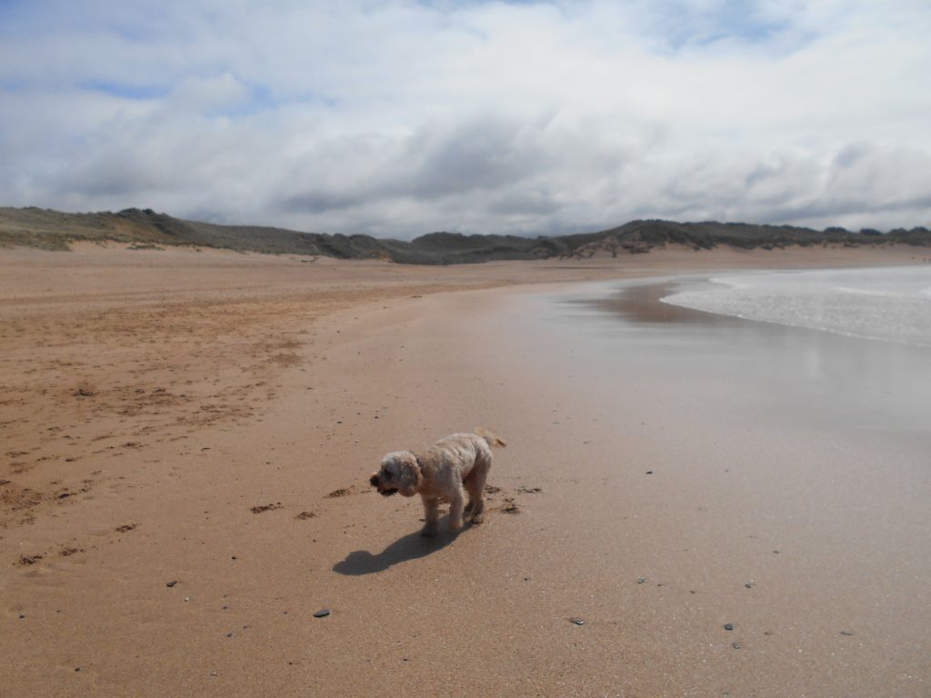 Clumbverdoodle Archie enjoying himself at Constantine Bay Cornwall