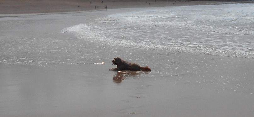 Clumbverdoodle Archie enjoying himself at Constantine Bay Cornwall