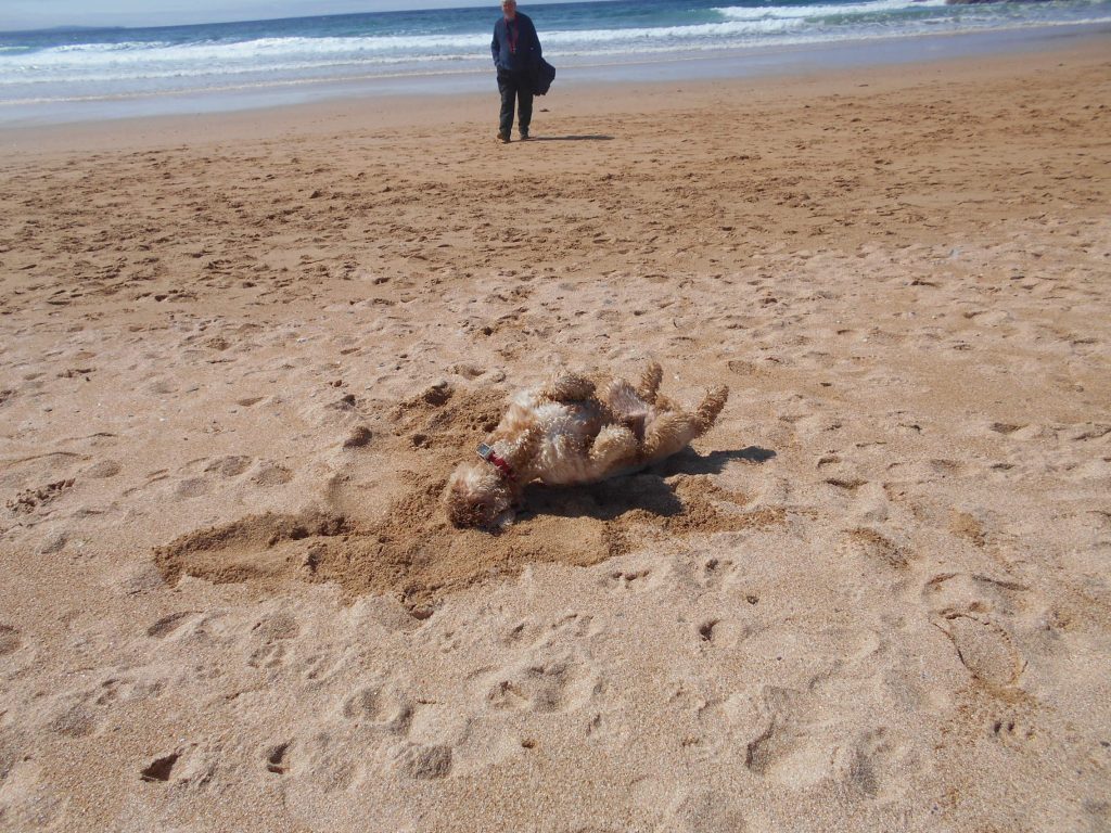 Mawgan Porth Holiday 2023 with Clumberdoodle Archie