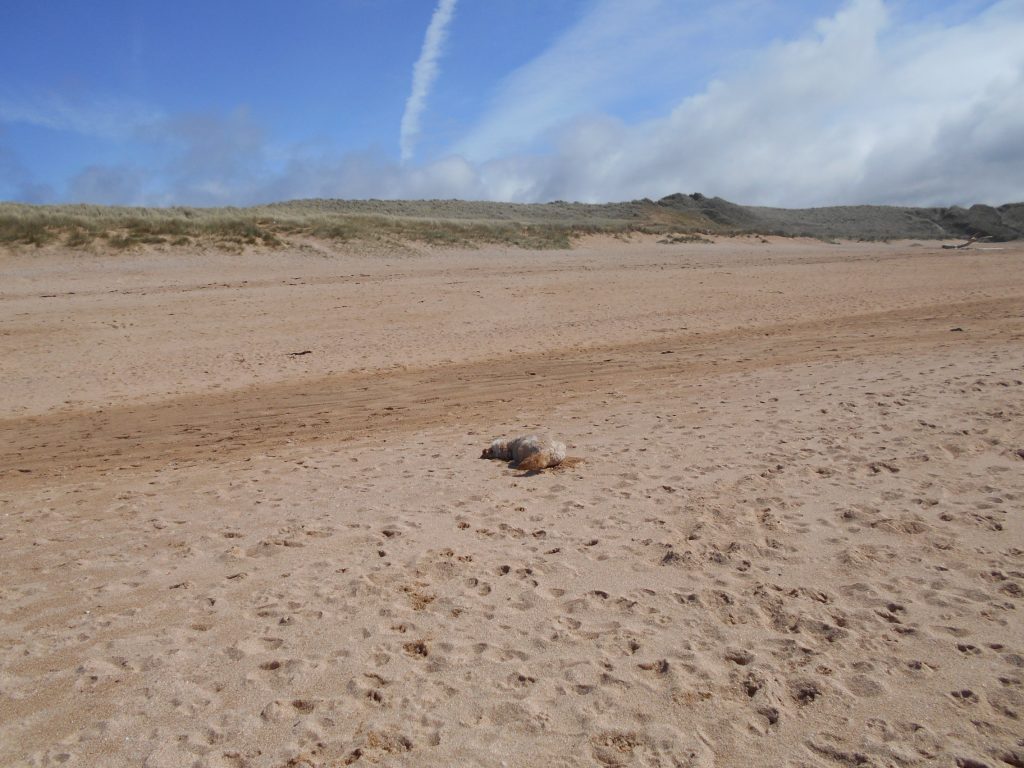 Clumbverdoodle Archie enjoying himself at Constantine Bay Cornwall