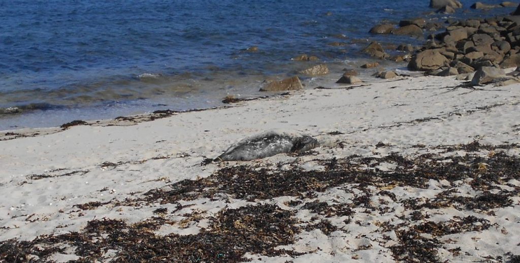 Dead Seal on Palistry Bay beach St Mary's Isles of Scilly