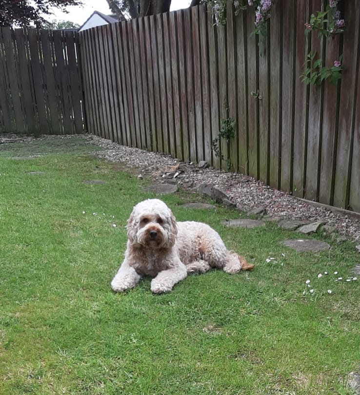 Archie the clumberdoodle on his weekend away