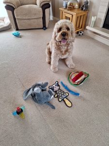 Clumberdoodle Archie's 7th Birthday Born 2nd April 2017 Sleepy Hollow Breeder Devon