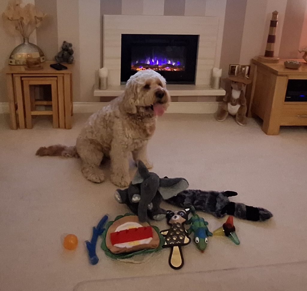 Clumberdoodle Archie's 7th birthday presents