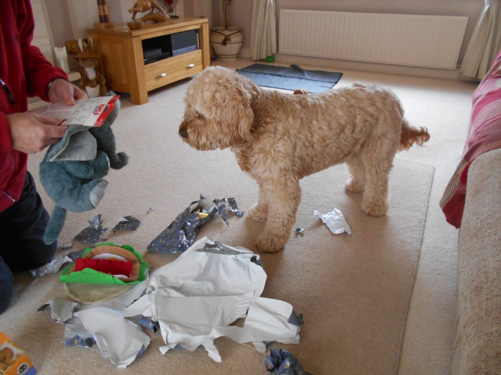 Clumberdoodle Archie, birthday presents unwrapped