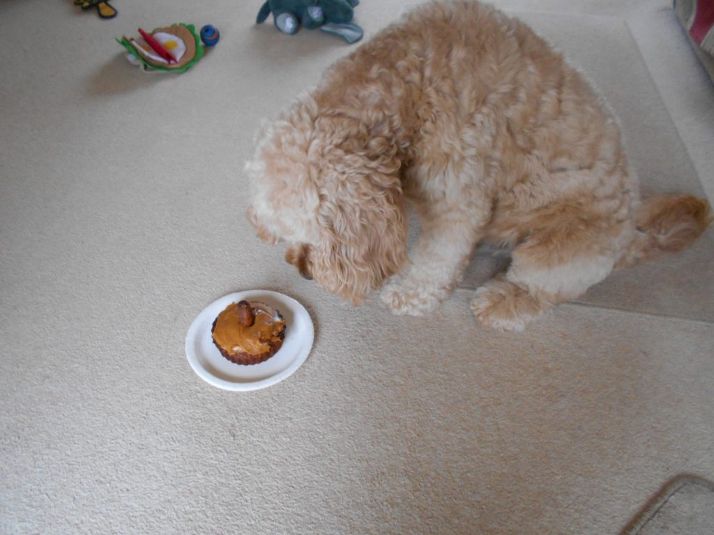 Archie the Clumberdoodle patiently waiting for his birthday cake