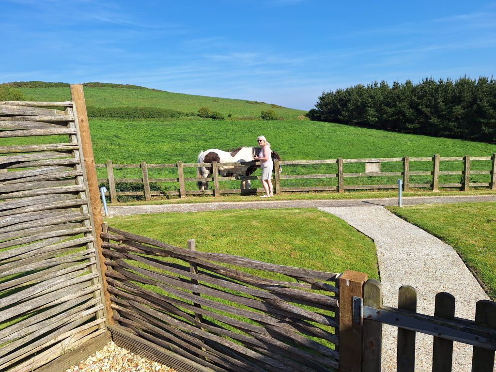 Horse at Merlin Farm Cottages