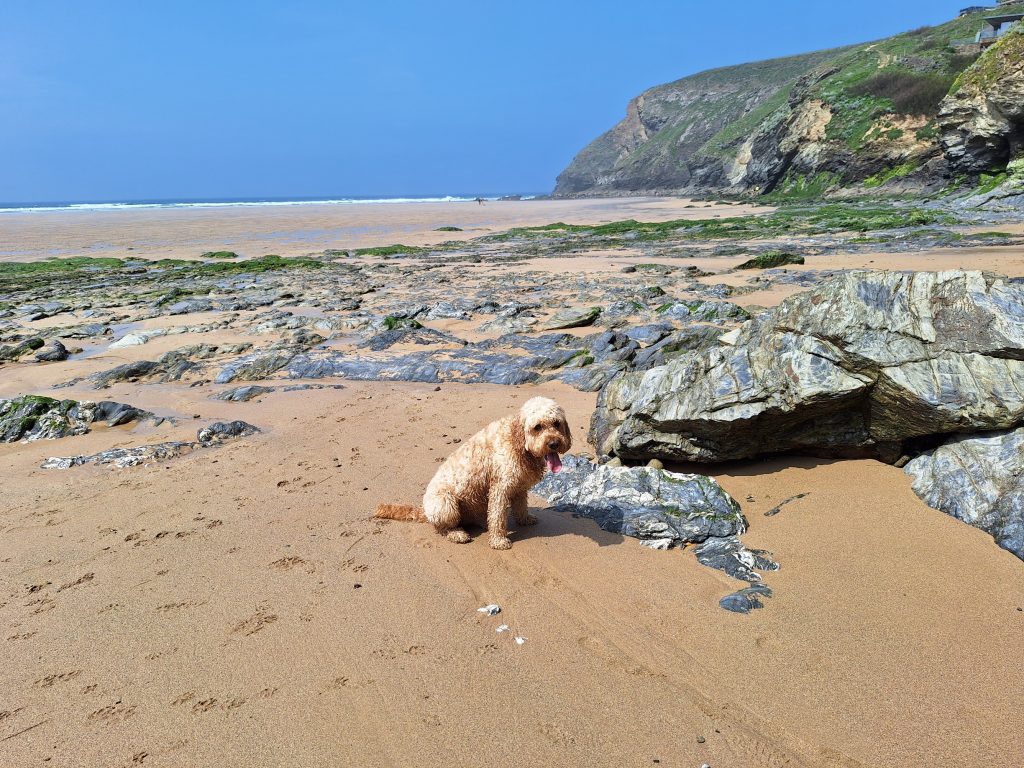 Clumberdoodle Archie on Mawgan Porth Beach