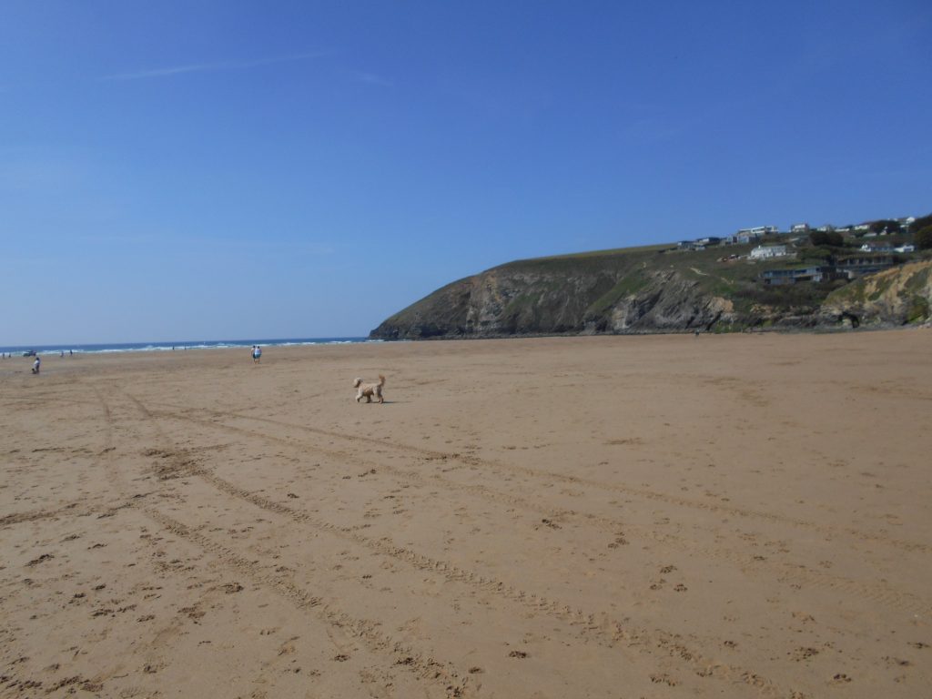 Clumberdoodle Archie on Mawgan Porth Beach