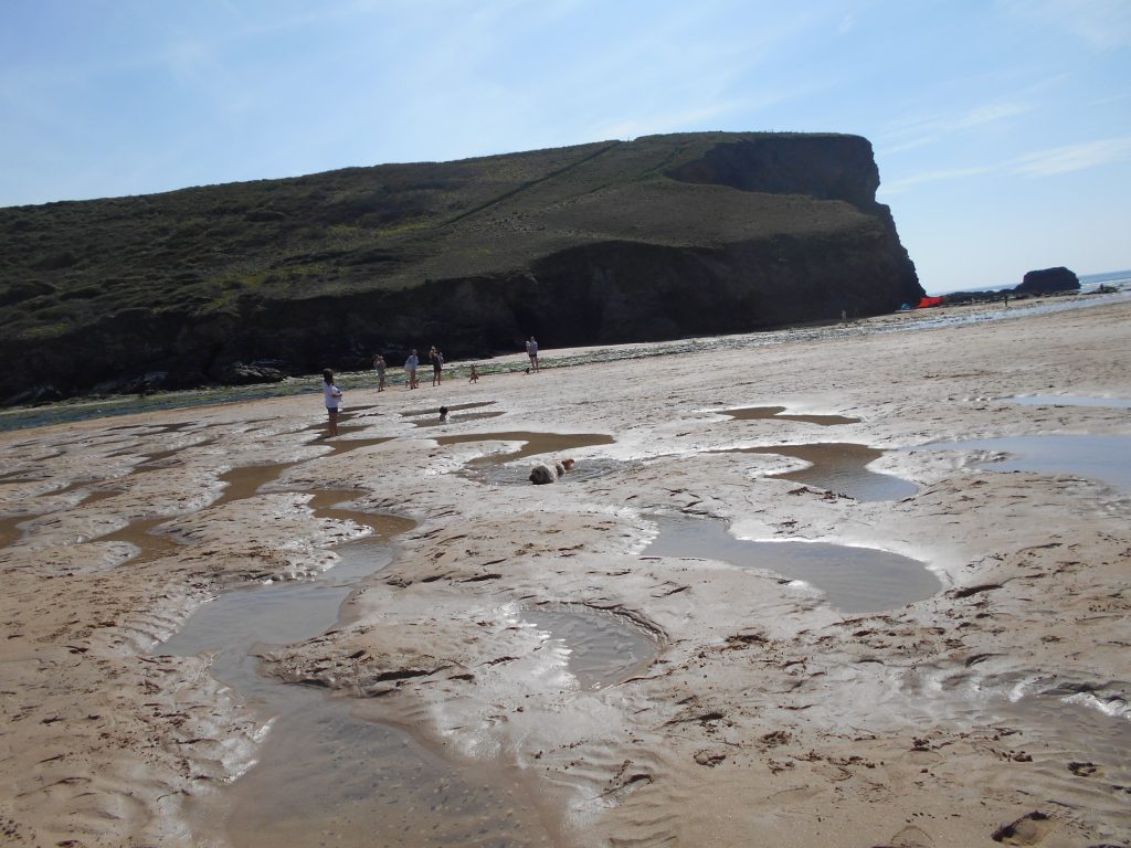 Clumberdoodle Archie on Mawgan Porth Beach