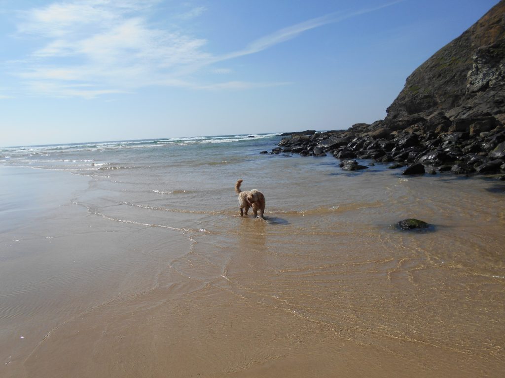 Clumberdoodle Archie on Mawgan Porth Beach