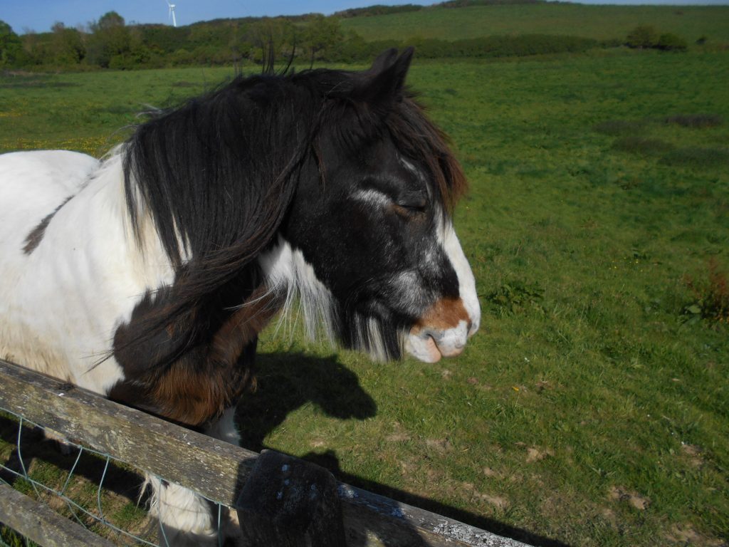 Horse at Merlin Farm Cottages