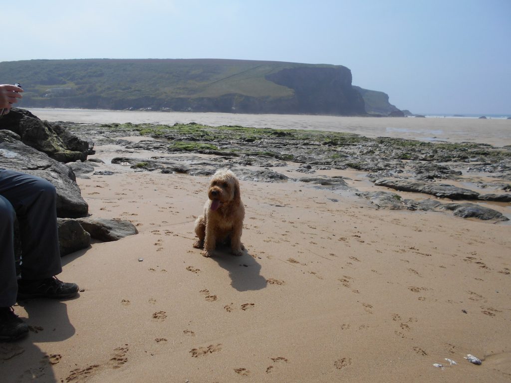 Clumberdoodle Archie on Mawgan Porth Beach