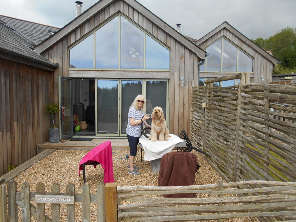 clumberdoodle archie being blow dried